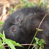  Gorilla (Congo)